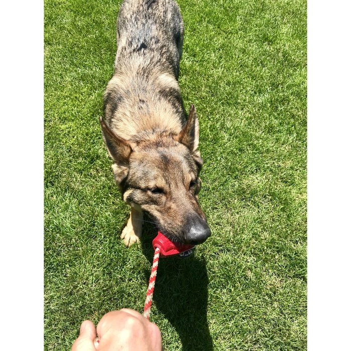 Sodapup jouets pour chien Grenade avec corde et distributrice de gâteries en caoutchouc durable - Noir