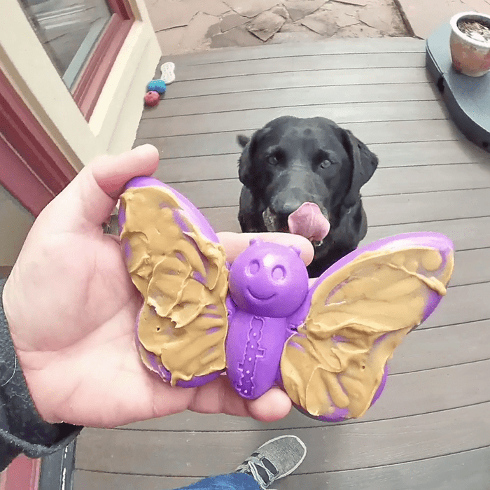 Sodapup jouets pour chien Papillon jouet à mâcher et distributeur de gâteries