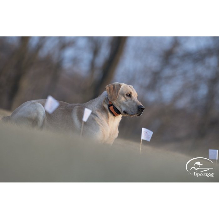 SportDog collier cloture Collier supplémentaire SportDog SDF-CTR