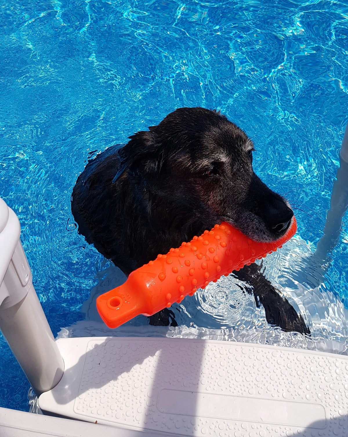 plastic dummy sportdog