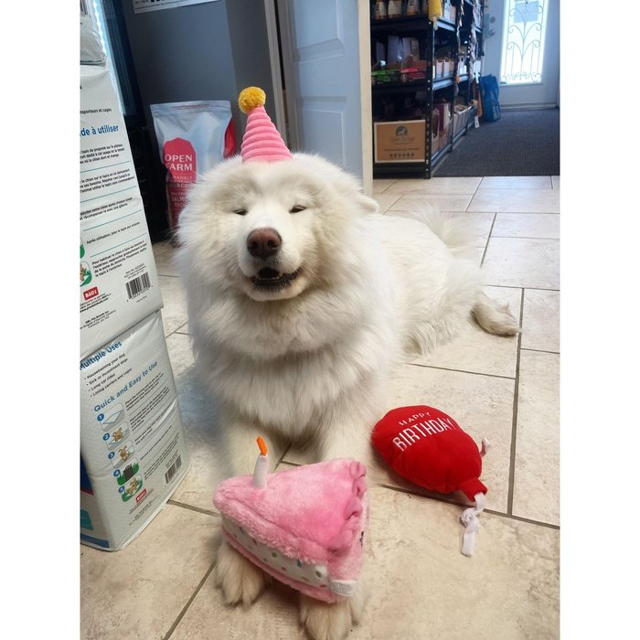 Zippy Paws jouets pour chien Jouet pour chien - Boîte anniversaire